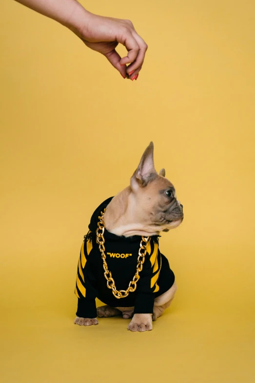 a small dog in a shirt with chains on it