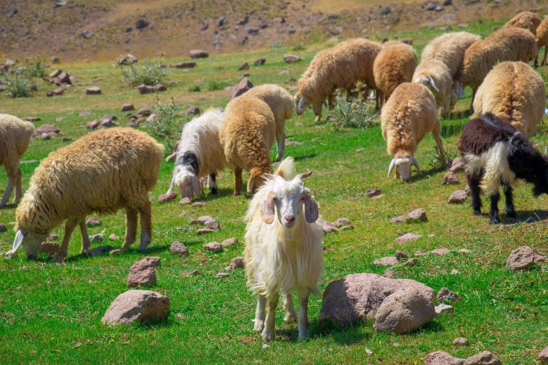 sheep eating on the grass while many other ones watch