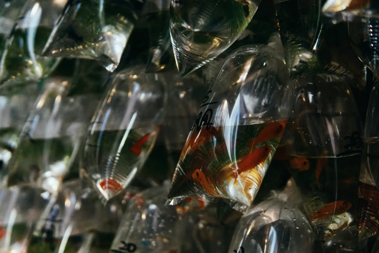 many different kinds of fish in glass containers
