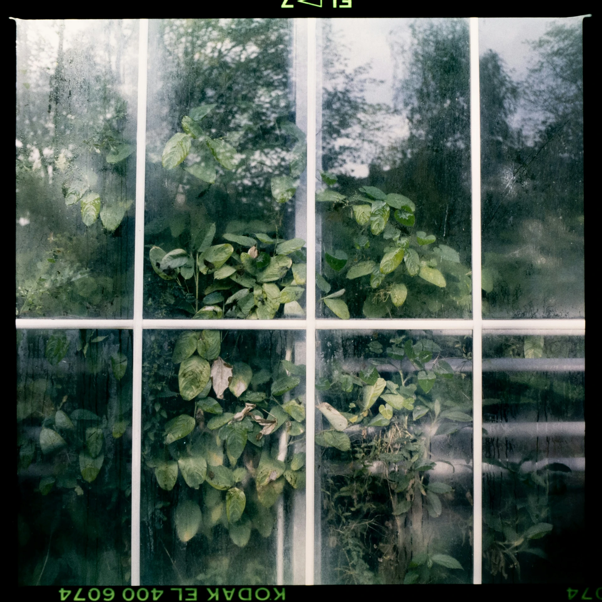 four rows of window panes that are filled with leaves