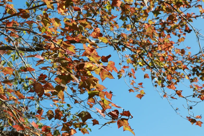 leafy nches with orange and yellow leaves with blue sky in background