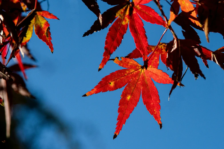 the red leaves are on the tree against the blue sky