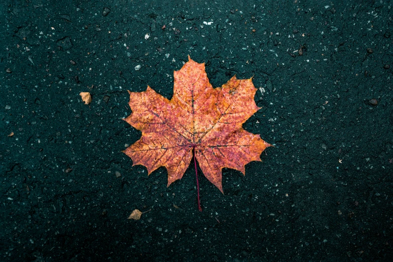 orange maple leaf on sidewalk in a parking lot