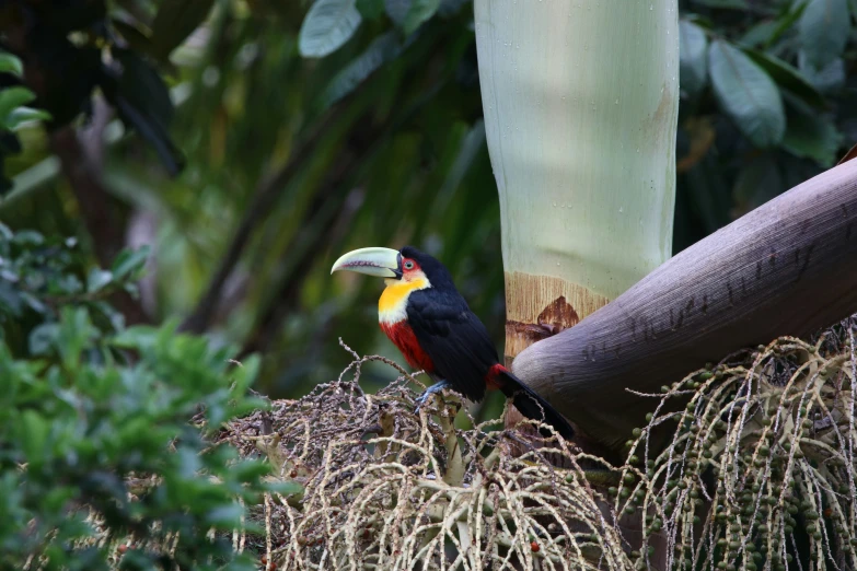 a toucan sitting in a tree near several large leaves