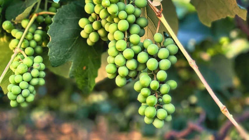 the gs are ready to be picked by the farmer