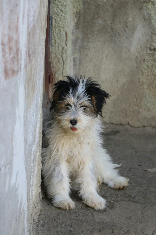 a gy dog sitting in the corner of a building