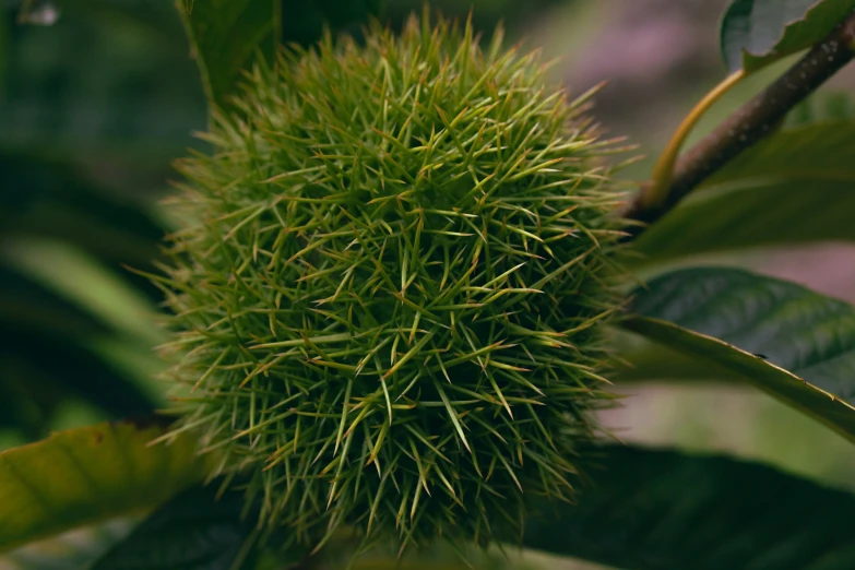 a plant growing in the woods with lots of green leaves