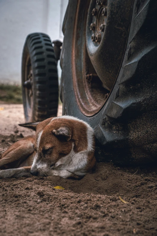a dog that is sleeping next to the tire of a car