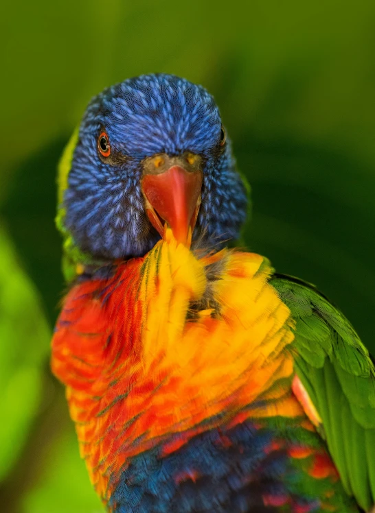 a multicolored parrot sitting in a tree