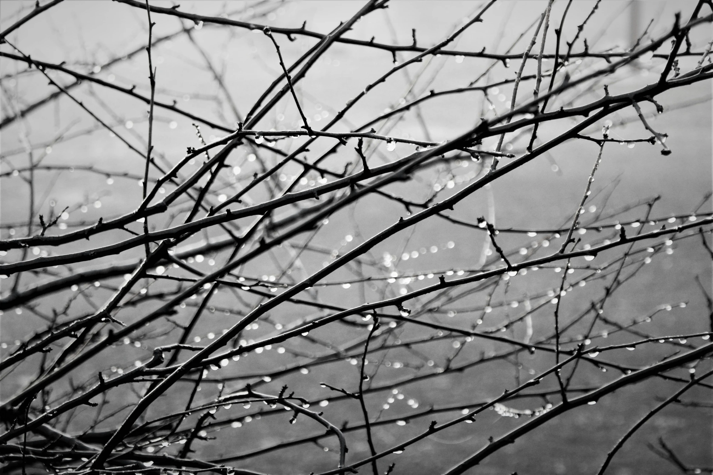 rain drops are on tree nches in the winter