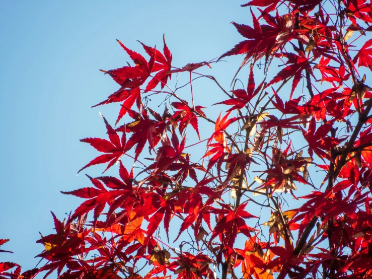 tree nches against a blue sky with leaves