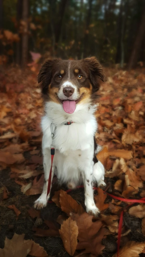 a small dog that is sitting down in the leaves