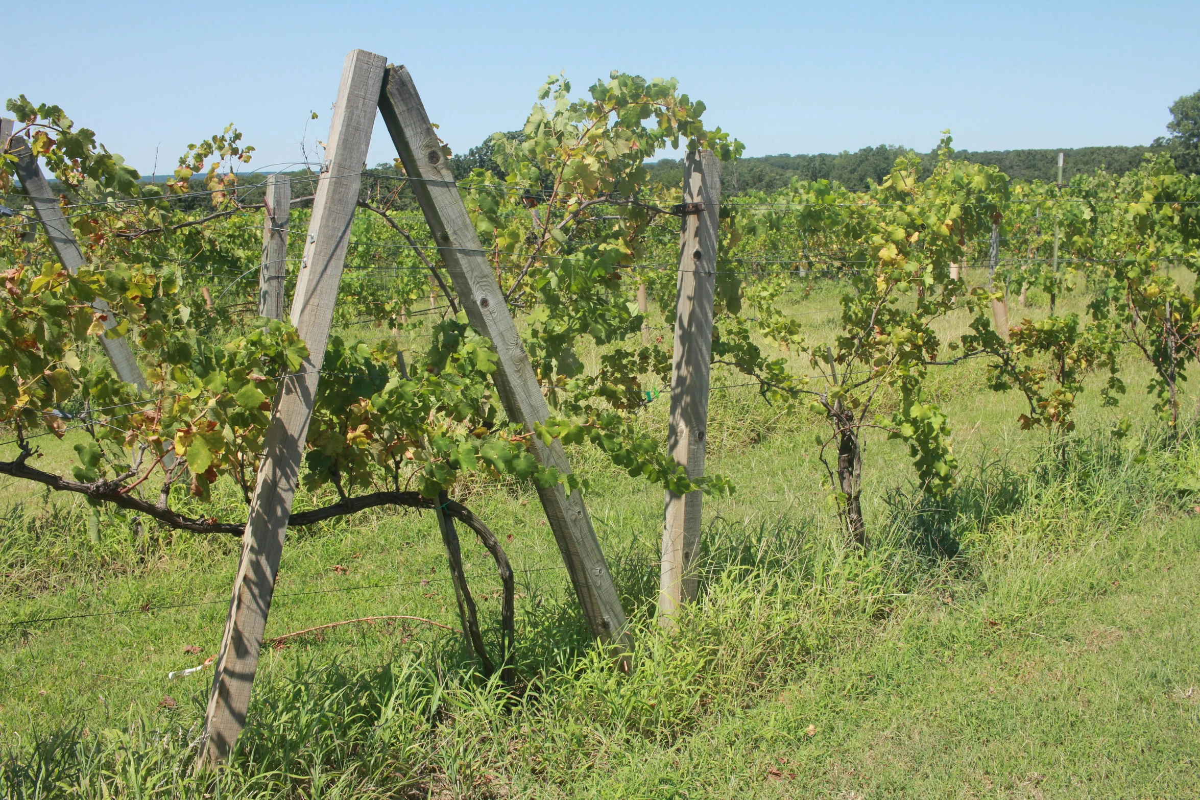 an old wooden trellis stands out in the vineyard