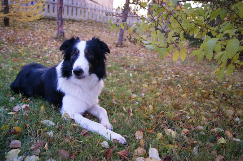 the dog is laying in the grass by some trees