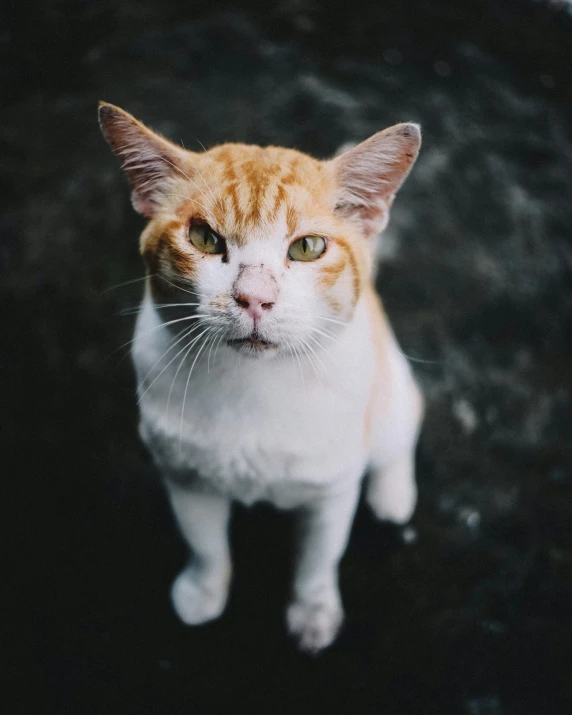 an orange and white cat with green eyes sitting down