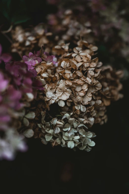 flowers that are growing in the dirt together