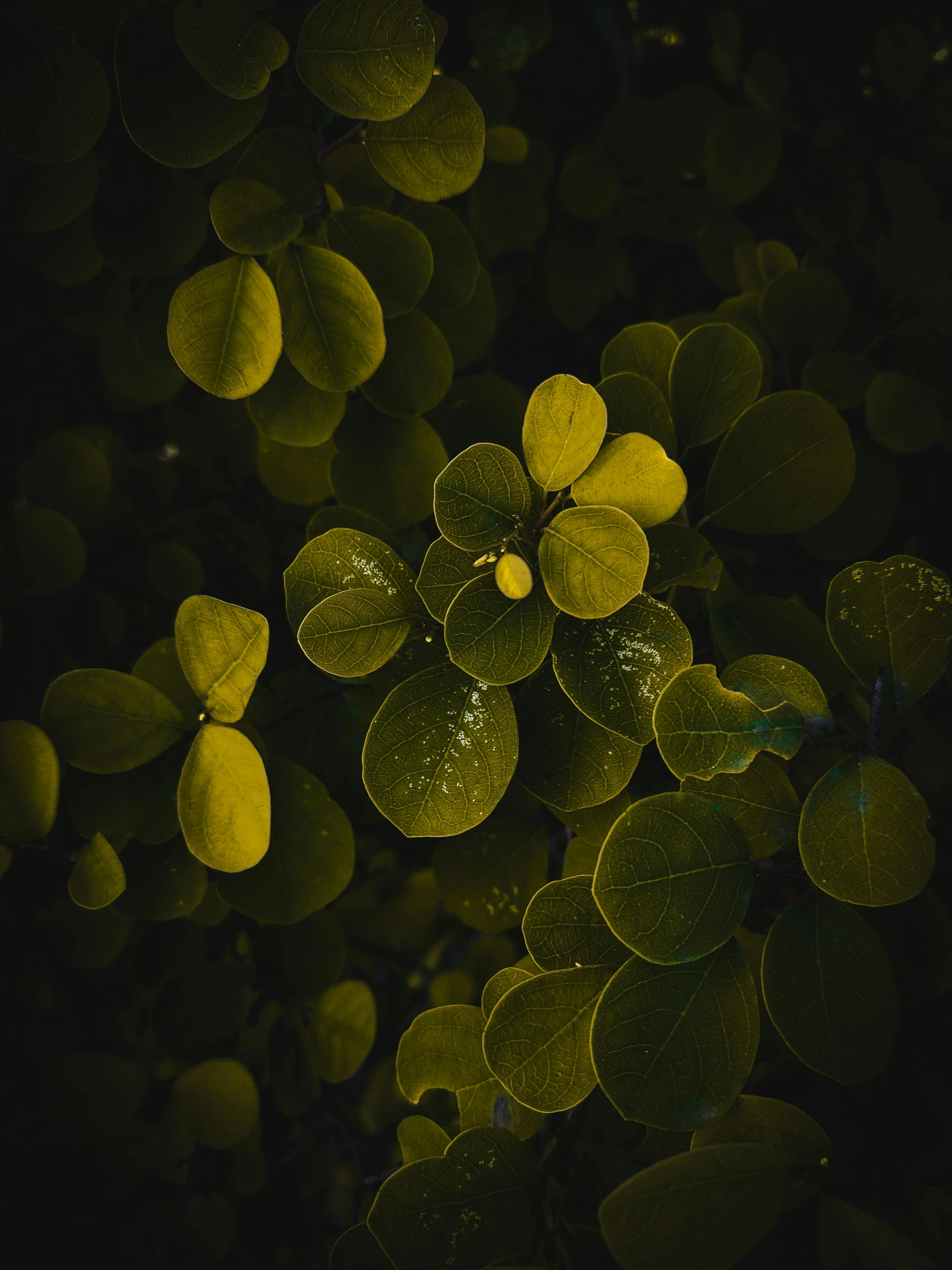 an image of an abstract flower in the dark