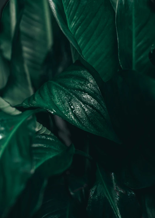 a very large green plant with big leaves