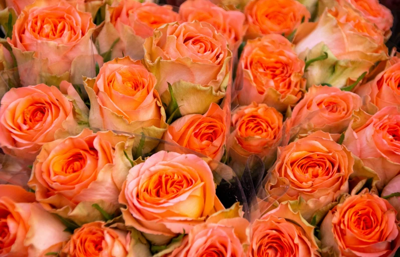 large bunch of orange roses with pink leaves