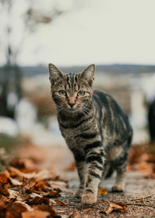 a gray cat walking across the leaf covered ground