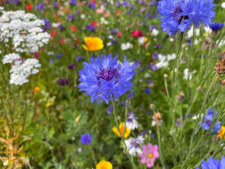 a field with many different types of flowers