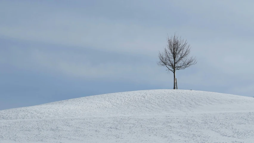 an empty snow - covered hill with lone tree in the distance