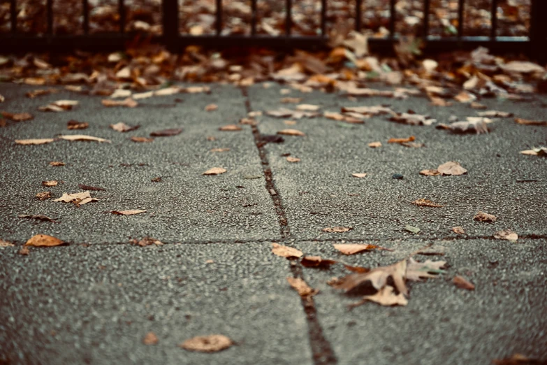 an old road is littered with leafy leaves