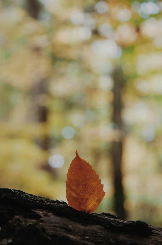 a brown leaf on top of a wood stump