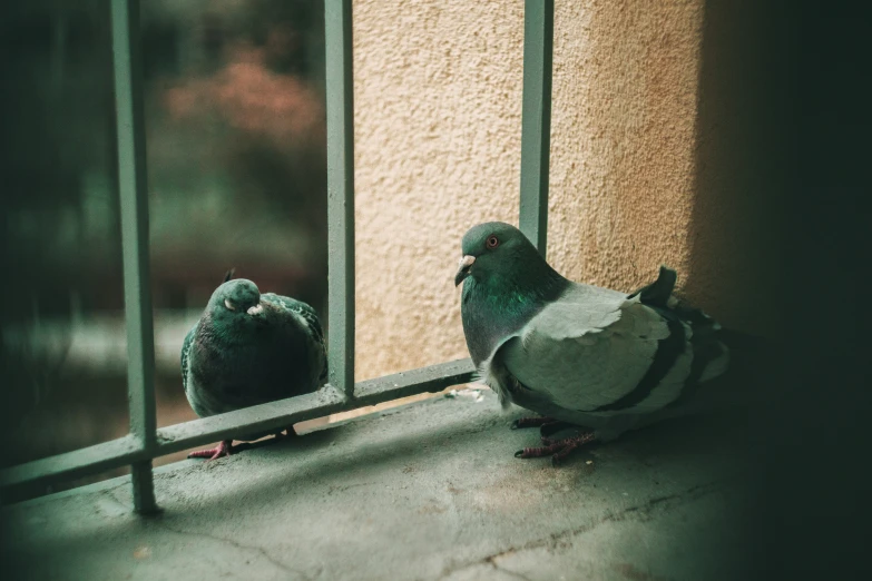 two pigeons perched on the edge of the balcony