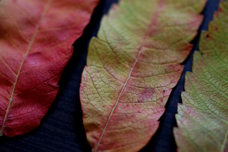 two different colored leaves sitting side by side