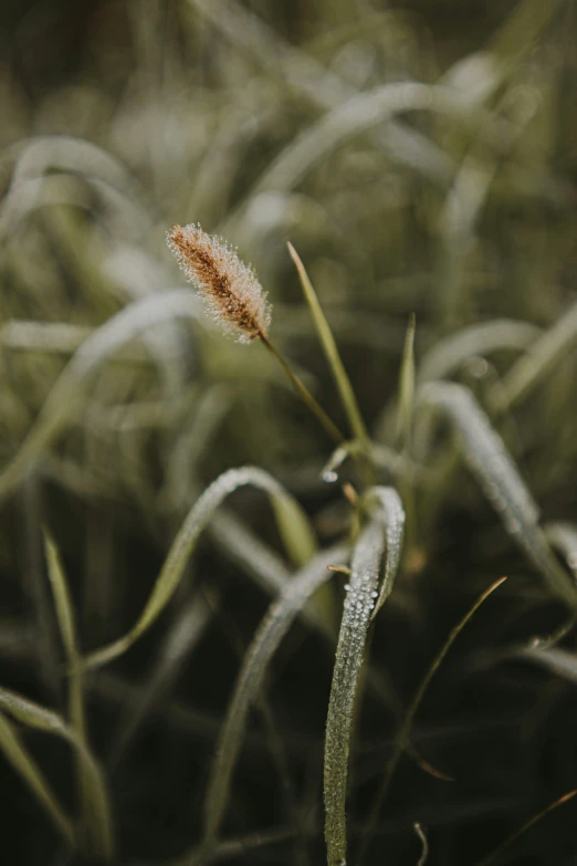 some water drops on the grass with green and yellow color