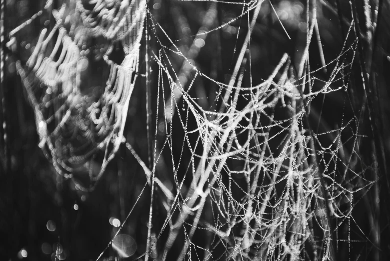 close up of the dew on the leaves of a tree