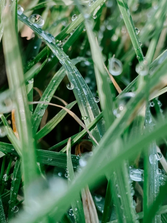 dew covered grass is pictured on the ground