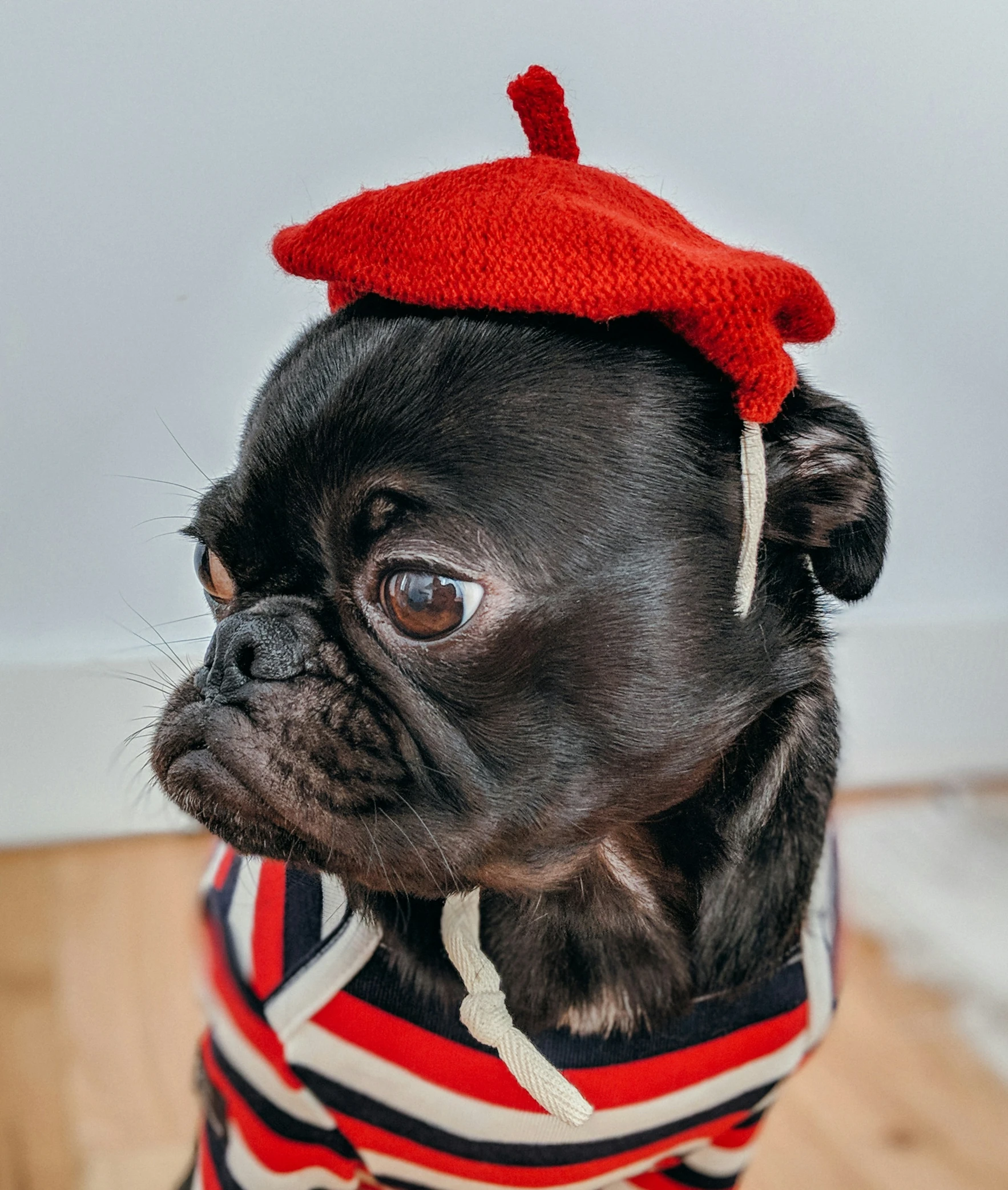 a small dog wearing a red hat and striped shirt