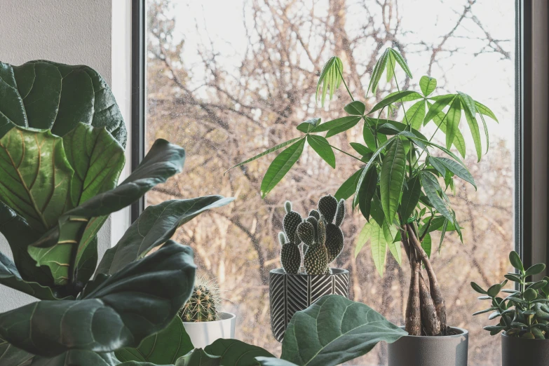 the houseplants are lined up by the window