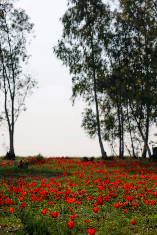 a lone tree sits in the middle of a field of flowers