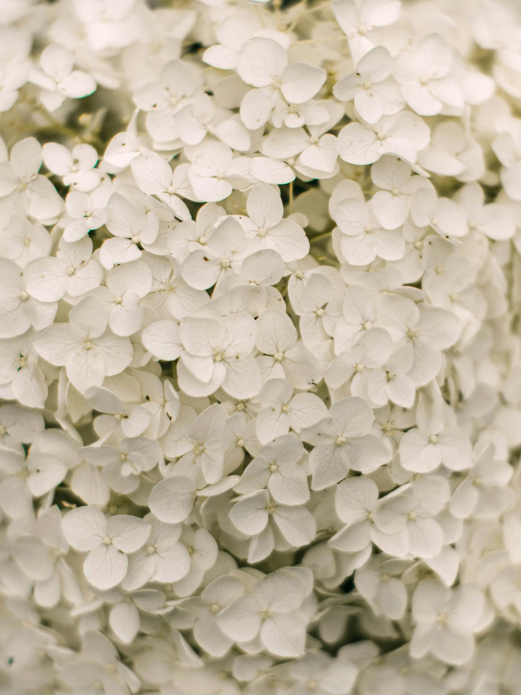 white flowers all over the place and some very soft focus