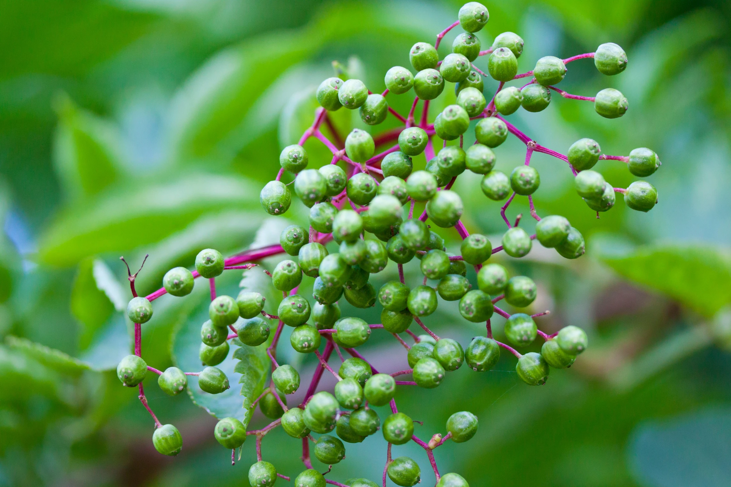 closeup of small green flowers in the sun