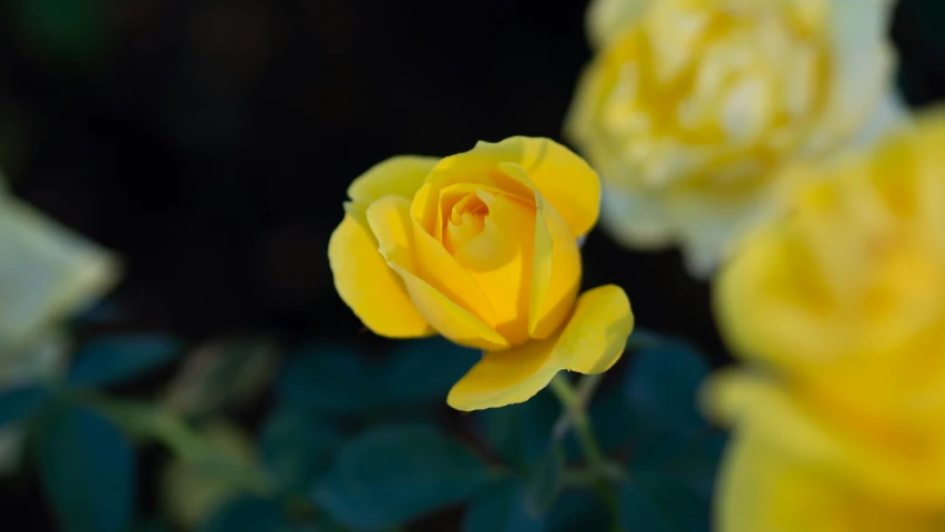 close up of a yellow rose with leaves around it