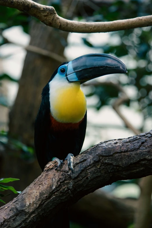 a black, yellow and orange bird is on a tree nch