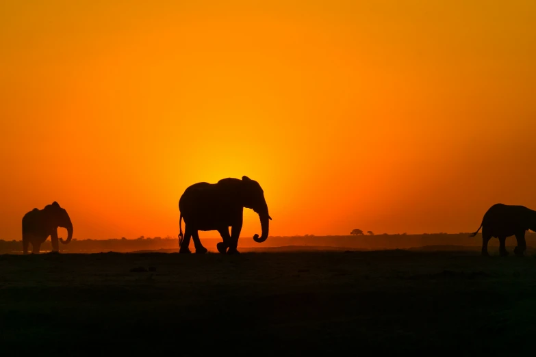 the sunset is setting on elephants out in the field