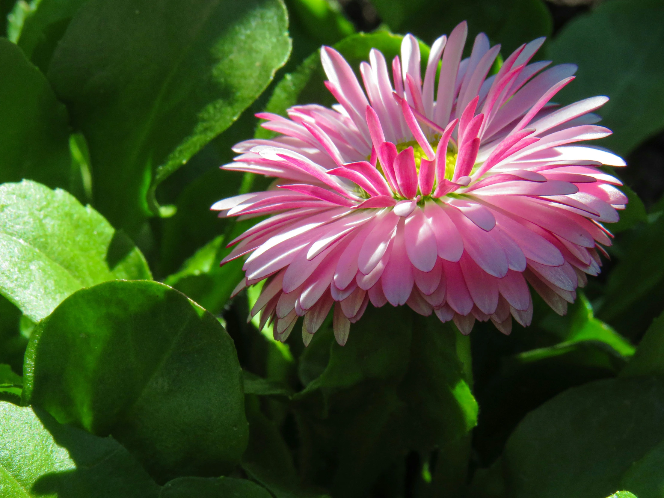 a pink flower with leaves in the background