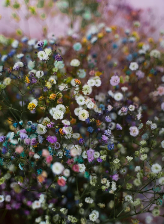 a pot filled with flowers on top of a wooden floor