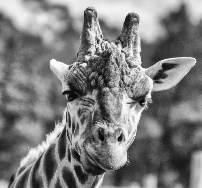 a black and white po of a giraffe's head