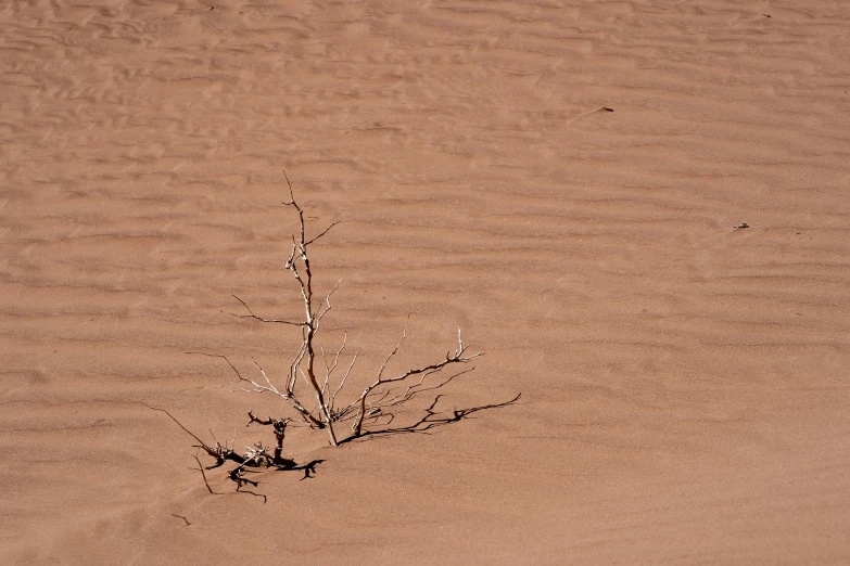 a small bush sitting in the sand with dirt in the background