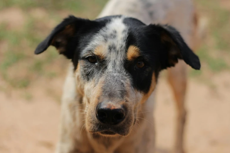 a close up image of a dog with no ears