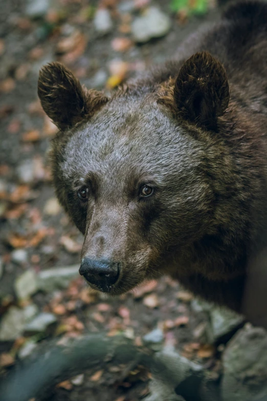 a brown bear is standing in a leaf covered forest
