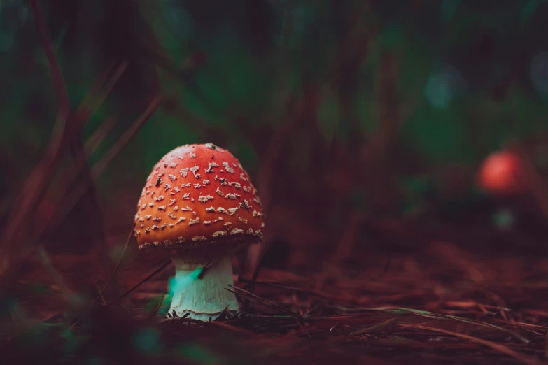 a tiny mushroom sitting on top of a bed of leaves