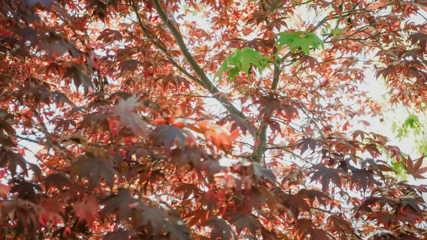 a tree has red leaves and the sky is bright