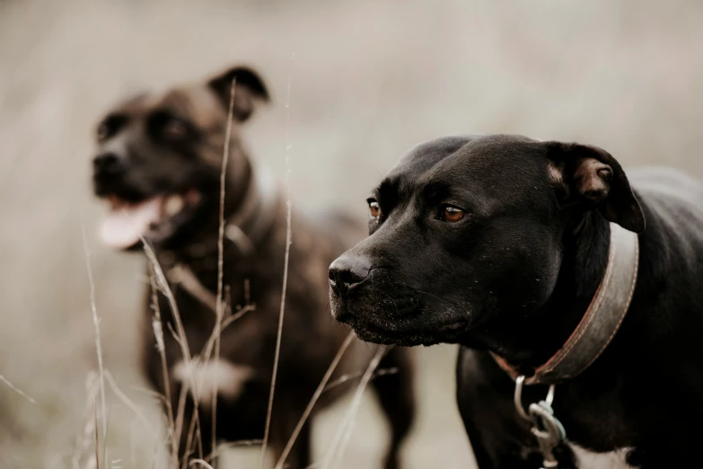 a black dog stands near a larger black dog in the woods